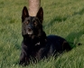 Cheyenne